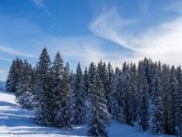 Wolkenschweif am Himmel über dem Winterwald